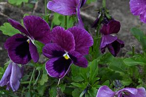 2025-06038849 Wachusett Meadow Wildlife Sanctuary, MA